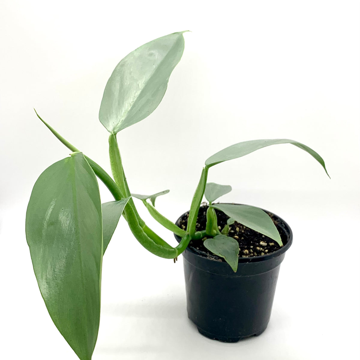 philodendron knight Philodendron White Knight