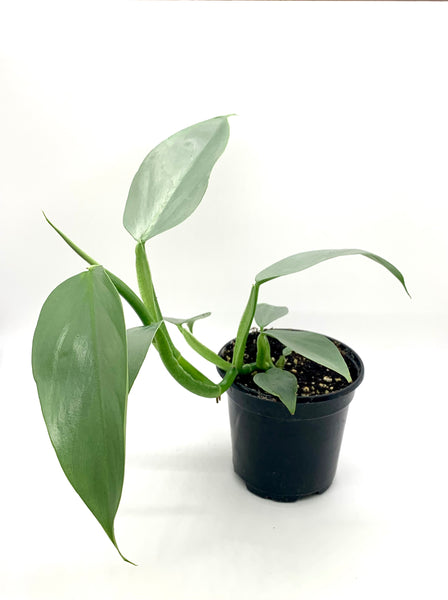 Philodendron Silver Sword 4