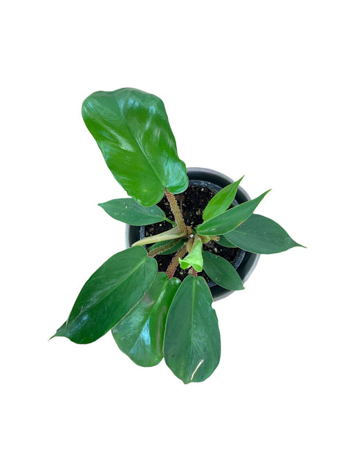 Philodendron Squamiferum - Cactus en ligne