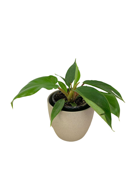 philodendron squamiferum toxic Philodendron Squamiferum 3.5" — Cactus en Ligne