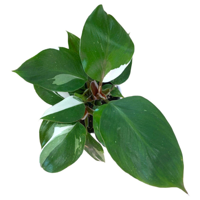 philodendron white knight canada Philodendron Chevalier Blanc — Cactus en Ligne