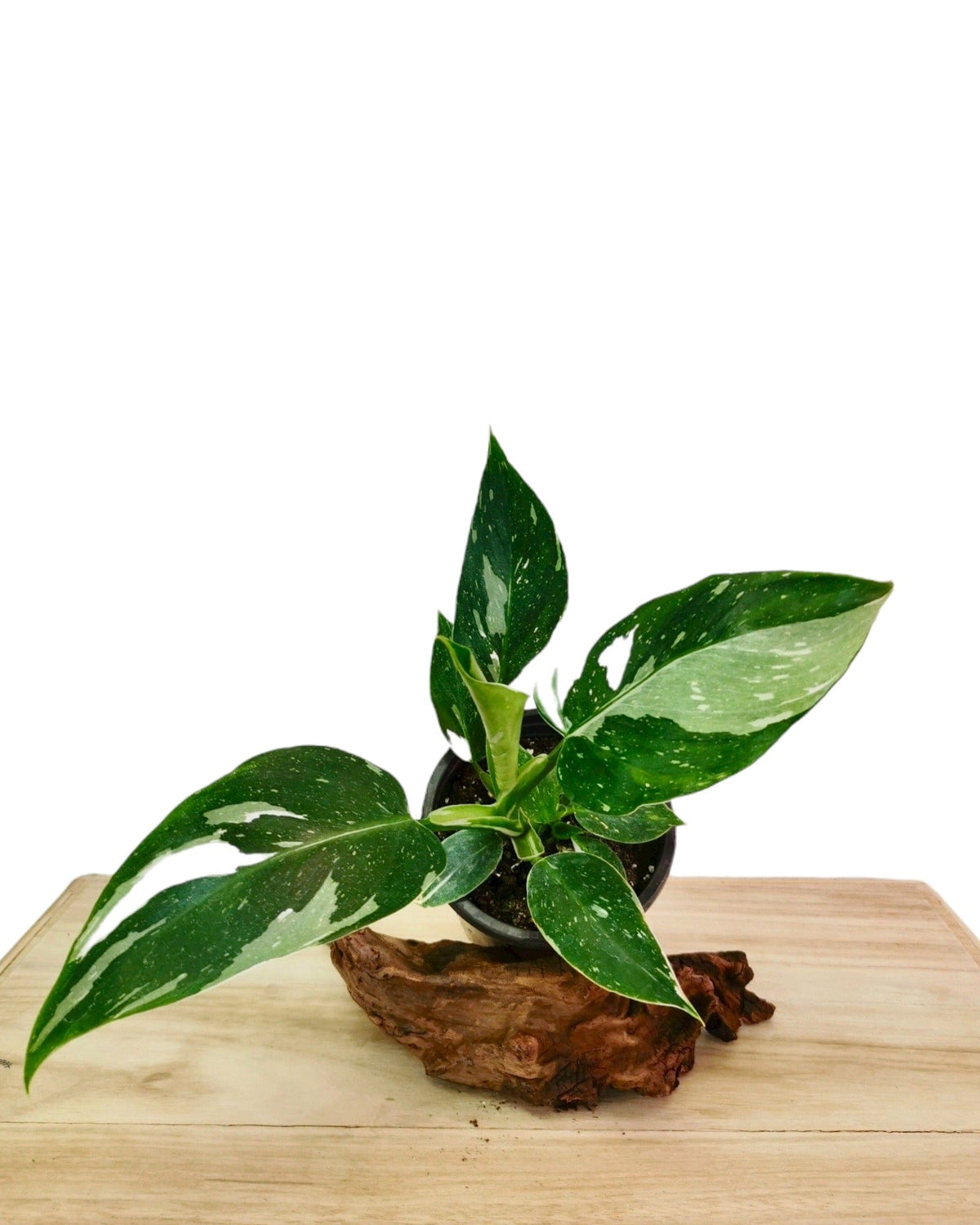 white wizard pothos Philodendron White Wizard 4" — Cactus en Ligne