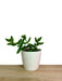 Delosperma echinatum Pickle Plant 2.5" - Cactus en ligne
