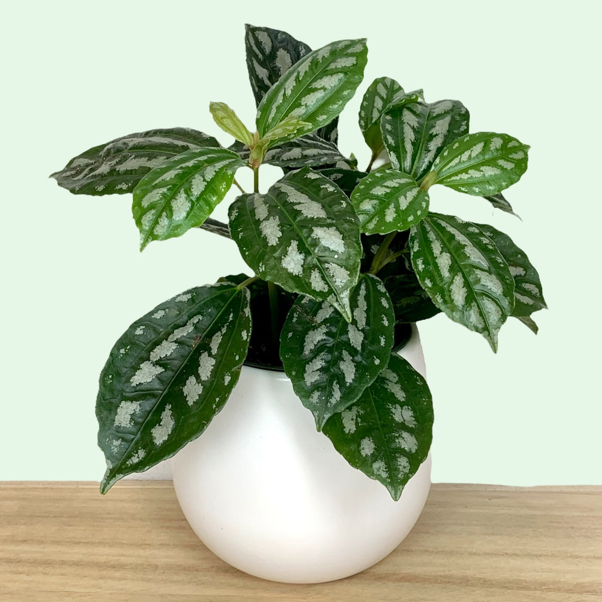 pilea cactus soil Pilea Cadierei Minima — Cactus en Ligne