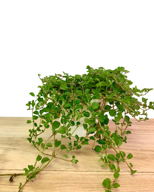 Pilea Depressa Baby Tears - Cactus en ligne