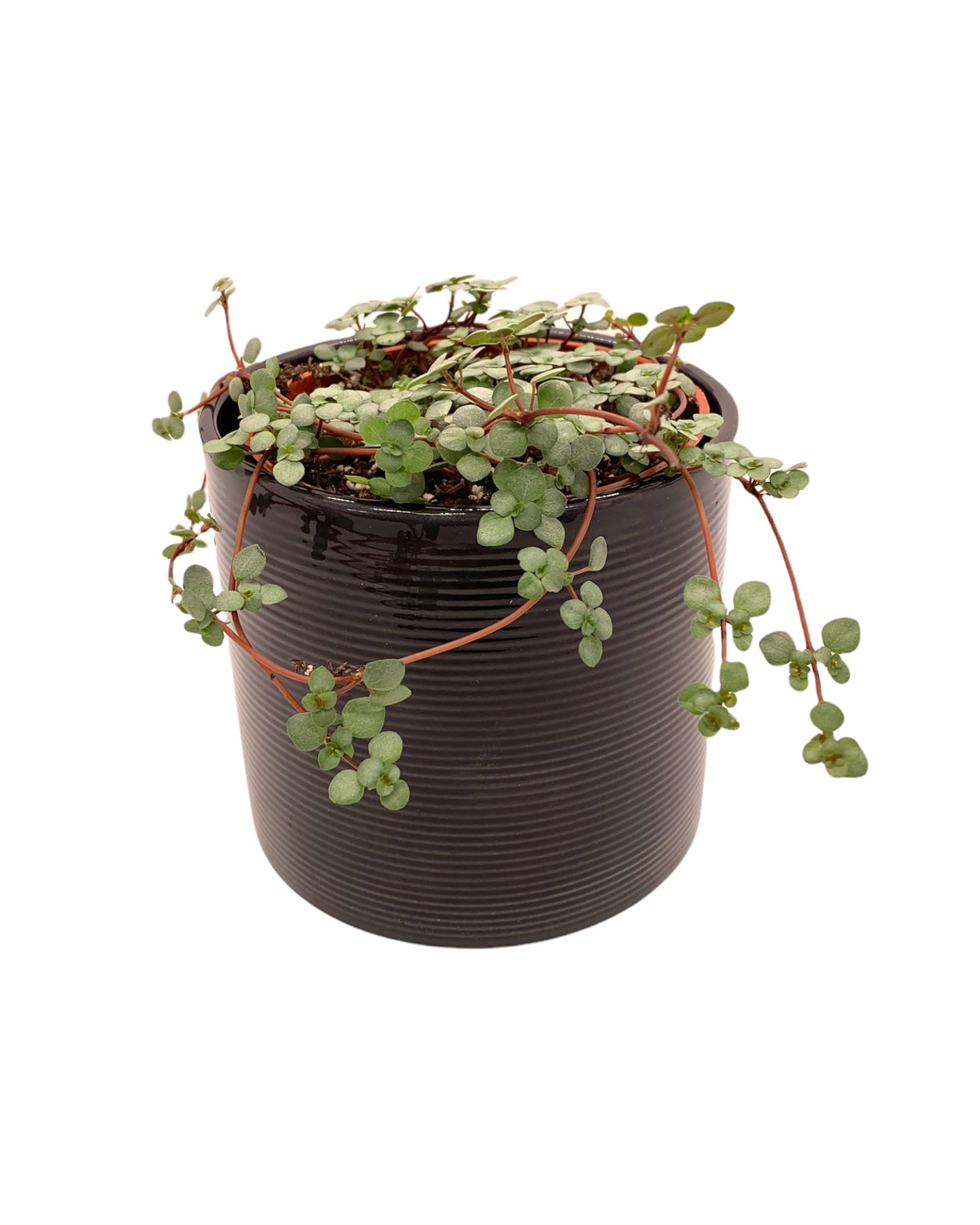 Pilea Glauca Aquamarine — Cactus en Ligne