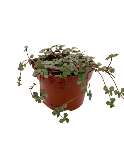 Pilea glauca 4" - Cactus en ligne