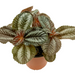 Pilea Spruceana Red - Cactus en ligne