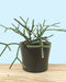 Rhipsalis Pilocarpa - Cactus en ligne