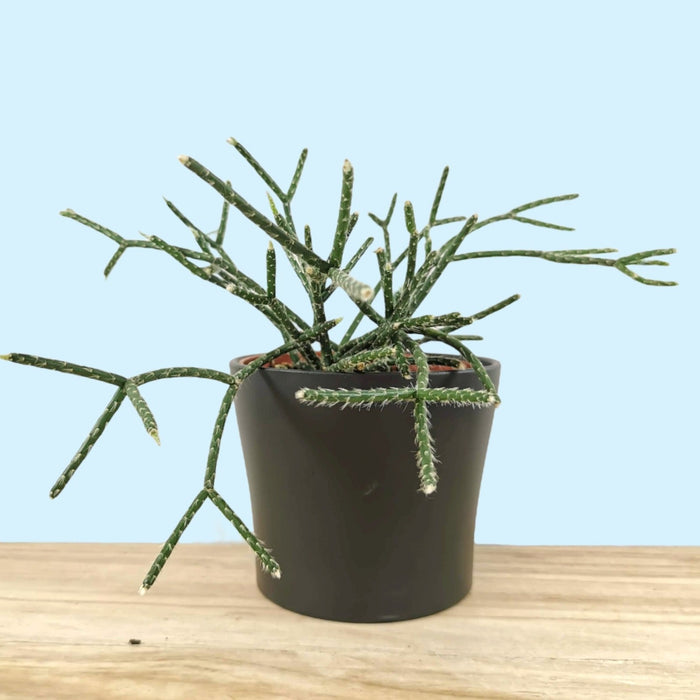 Rhipsalis Pilocarpa - Cactus en ligne