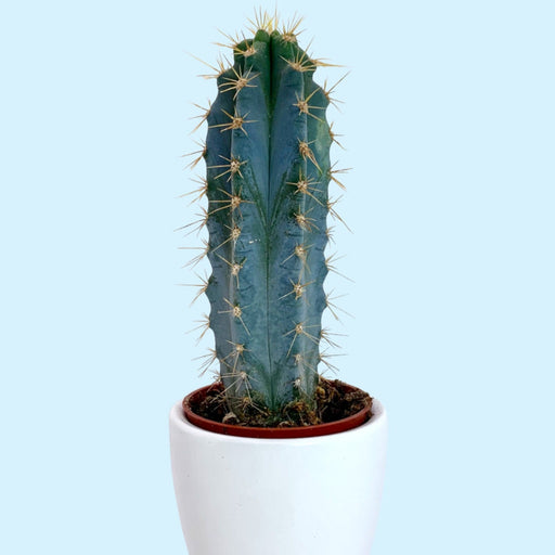 Pilosocereus Blue Columnar - Cactus en ligne