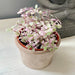 Callisia Repens Pink Lady - Cactus en ligne