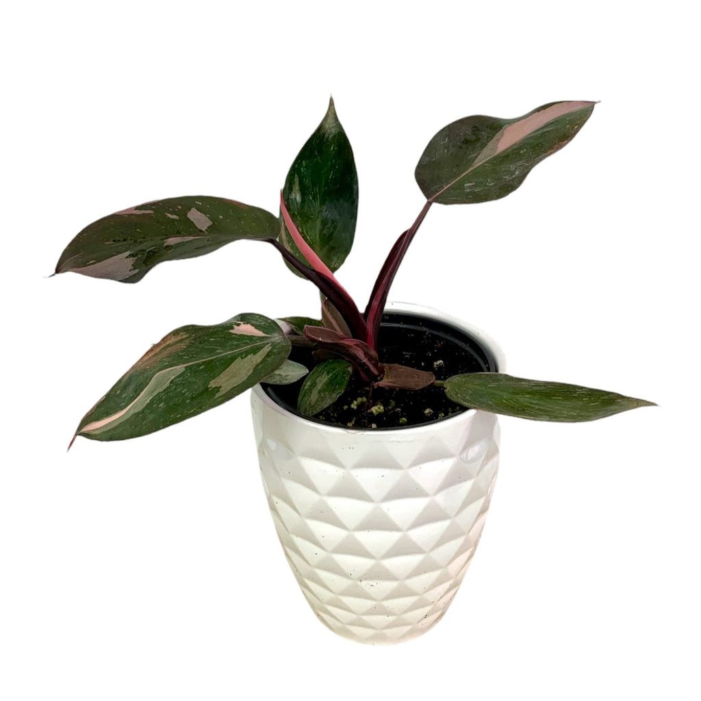 Philodendron Pink Princess — Cactus en Ligne