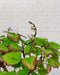 Plectranthus Ernstii Bonsai Mint - Cactus en ligne
