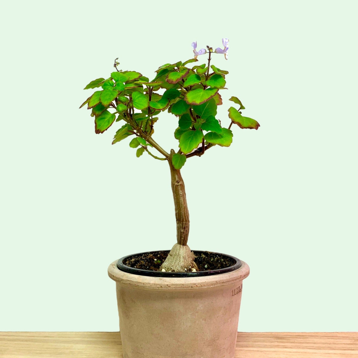 mint bonsai tree Plectranthus Ernstii Bonsai Mint 4" — Cactus en Ligne