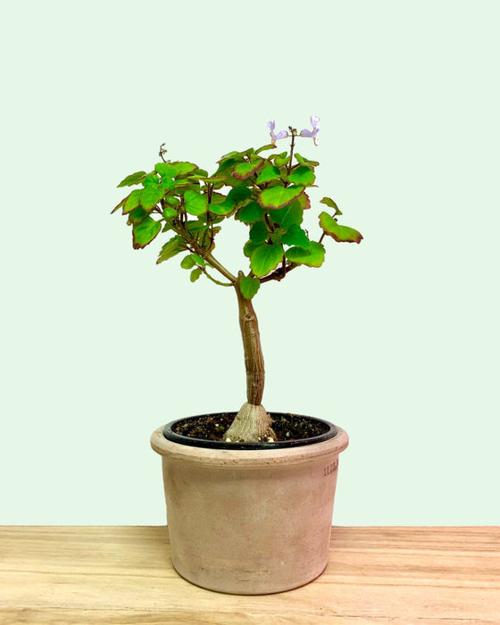 Plectranthus Ernstii Bonsai Mint - Cactus en ligne