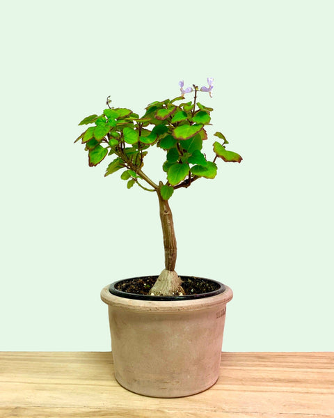 Plectranthus Ernstii Bonsai Mint 4