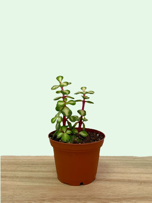 portulacaria afra medio Portulacaria Afra Mediopicta 2.5" — Cactus en Ligne