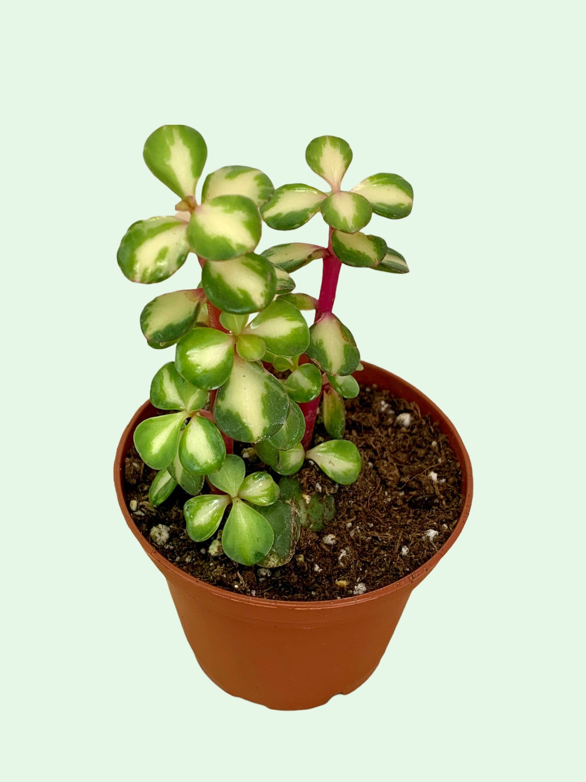 portulacaria afra medio picta Portulacaria Afra Mediopicta 2.5" — Cactus en Ligne