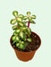 Portulacaria Afra Mediopicta - Cactus en ligne