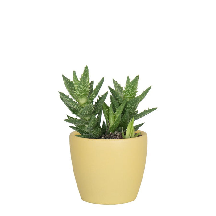 Nubia Cactus & Succulent Pot