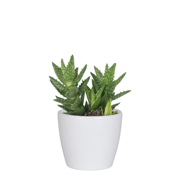 Nubia Cactus & Succulent Pot
