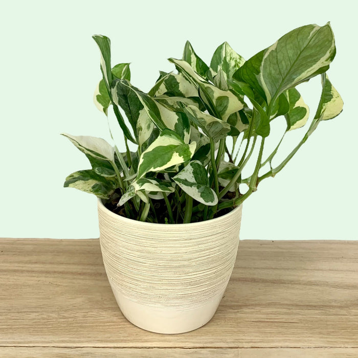is pearls and jade pothos rare Pothos Pearl and Jade — Cactus en Ligne