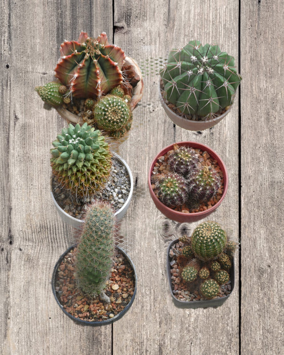 Prickly 6-Pack - Cactus en ligne