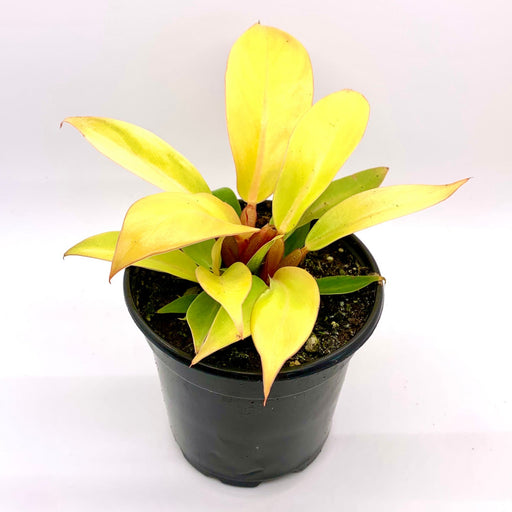 Philodendron Prince of Orange - Cactus en ligne