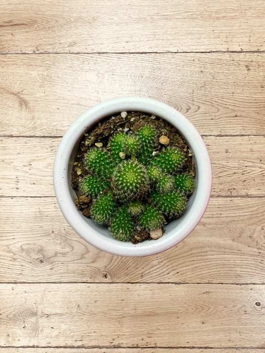 Rebutia Albiflora - Cactus en ligne