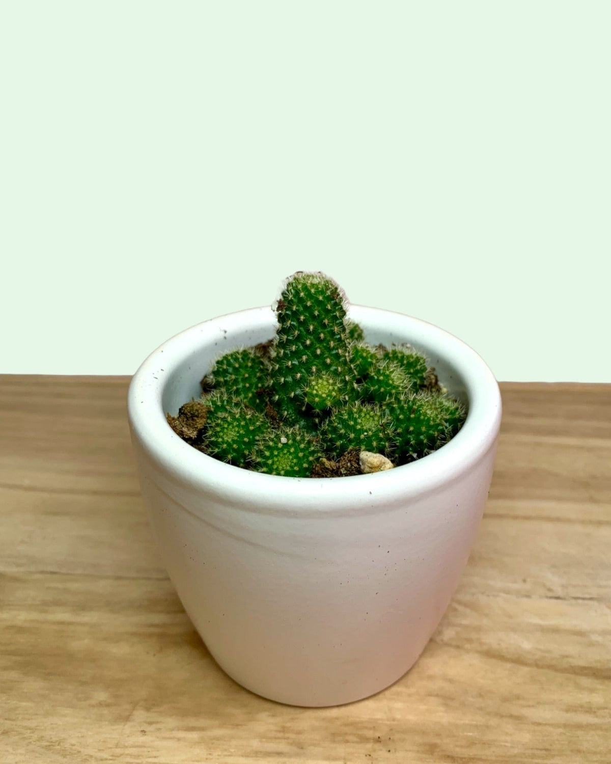 Rebutia Albiflora 2.5
