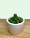 Rebutia Albiflora - Cactus en ligne
