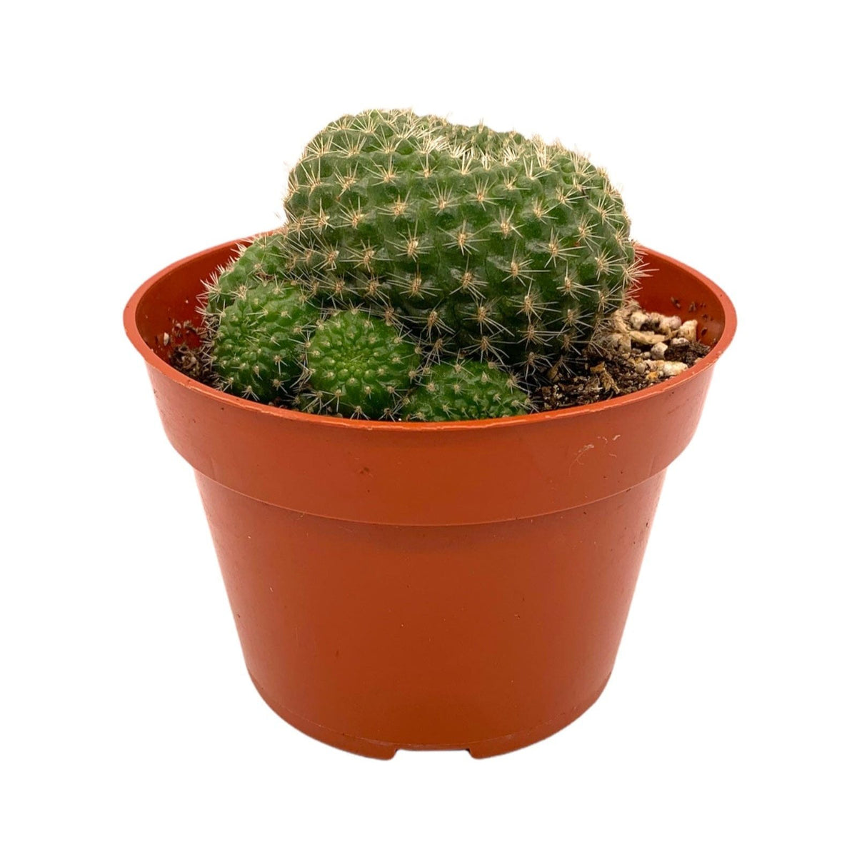 Rebutia Minuscula — Cactus en Ligne