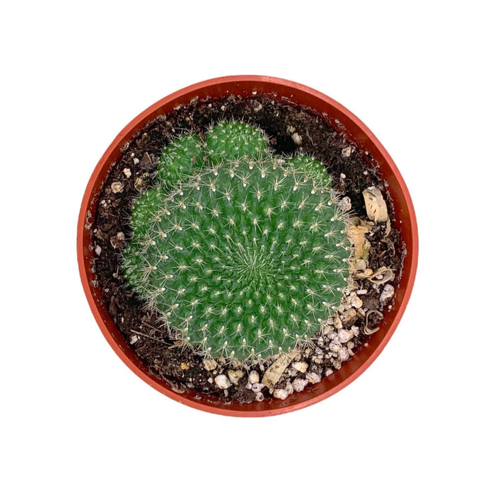 Rebutia Minuscula