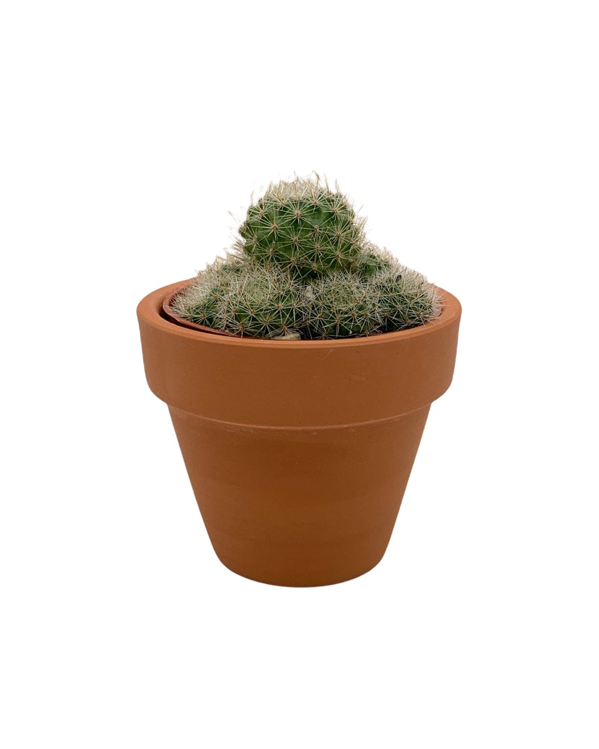 Rebutia Pulvinosa 2.5