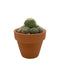 Rebutia pulvinosa 2.5" - Cactus en ligne