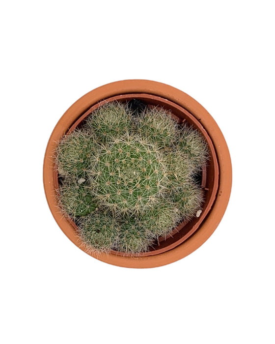 Rebutia pulvinosa 2.5" - Cactus en ligne