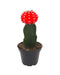 Gymnocalycium Mihanovichii 'Moon Cactus'' - Cactus en ligne