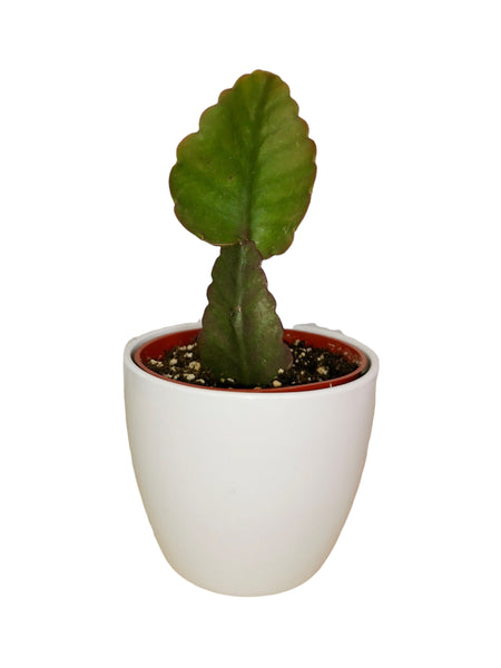 Rhipsalis Elliptica 4