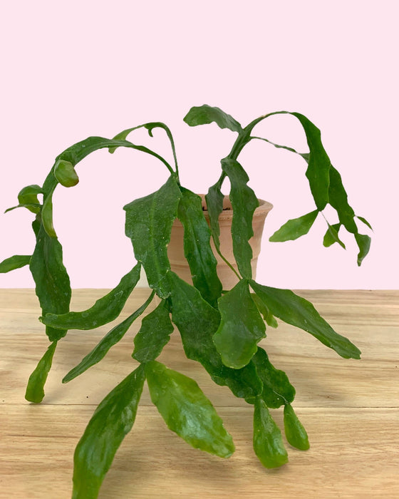 Rhipsalis Goebeliana - Cactus en ligne