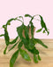 Rhipsalis Goebeliana - Cactus en ligne