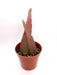 Rhipsalis Ramulosa - Cactus en ligne