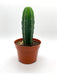 Trichocereus Pachanoi 'San Pedro' - Cactus en ligne