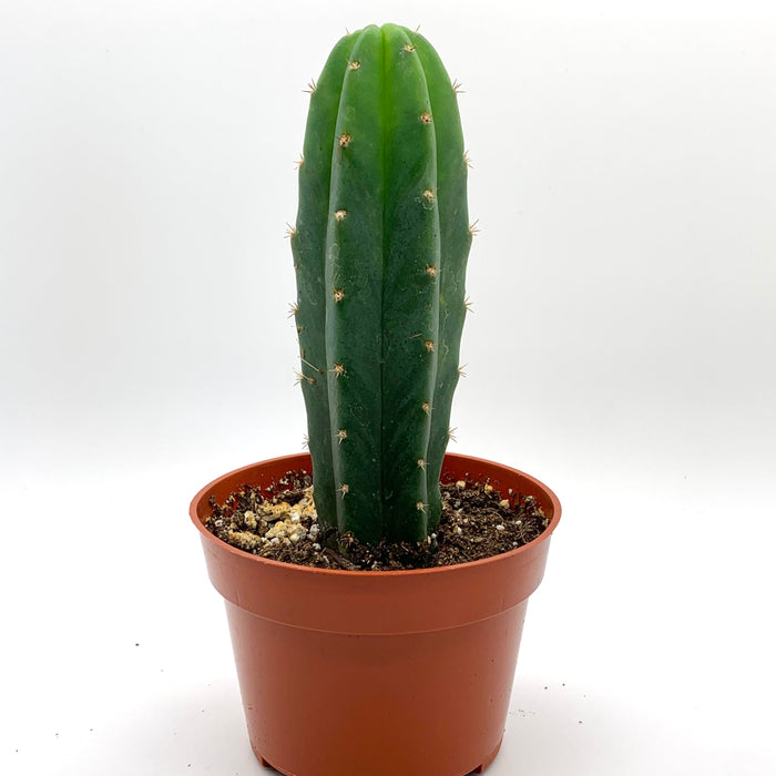 san pedro cactus portugal Trichocereus Pachanoi San Pedro — Cactus en Ligne
