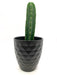 Trichocereus Pachanoi 'San Pedro' - Cactus en ligne
