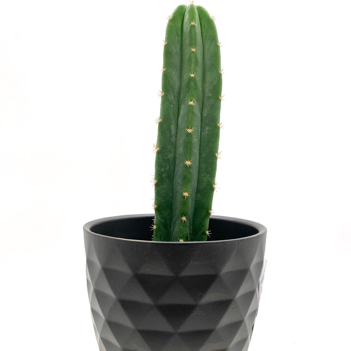 san pedro cactus online Trichocereus Pachanoi San Pedro — Cactus en Ligne