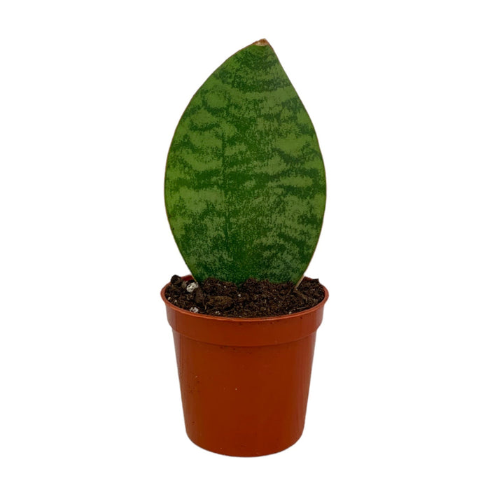 sharks fin snake plant Sansevieria Masoniana Whale Fin (Shark Fin) Snake Plant — Cactus en Ligne
