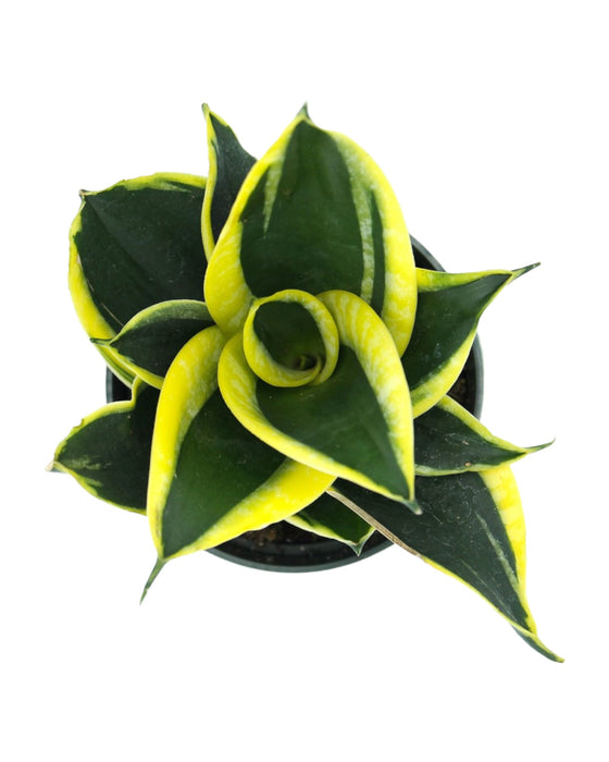 Sansevieria Black Star Hahnii - Cactus en ligne
