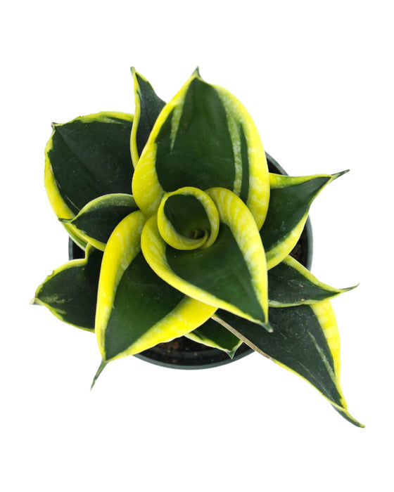 sansevieria hahnii black star Sansevieria Black Star Hahnii — Cactus en Ligne