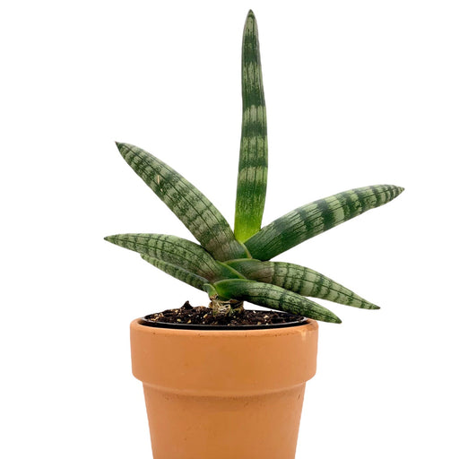 Sansevieria Boncellensis 4" - Cactus en ligne